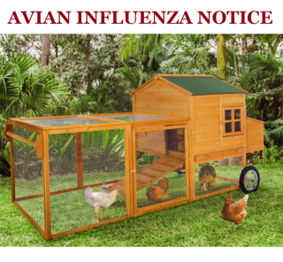 A picture titled "Avian Influenza Notice" with imagery of a chicken coop