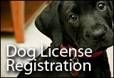 dog license