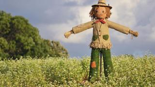 A picture of a scarecrow in a field of flowers