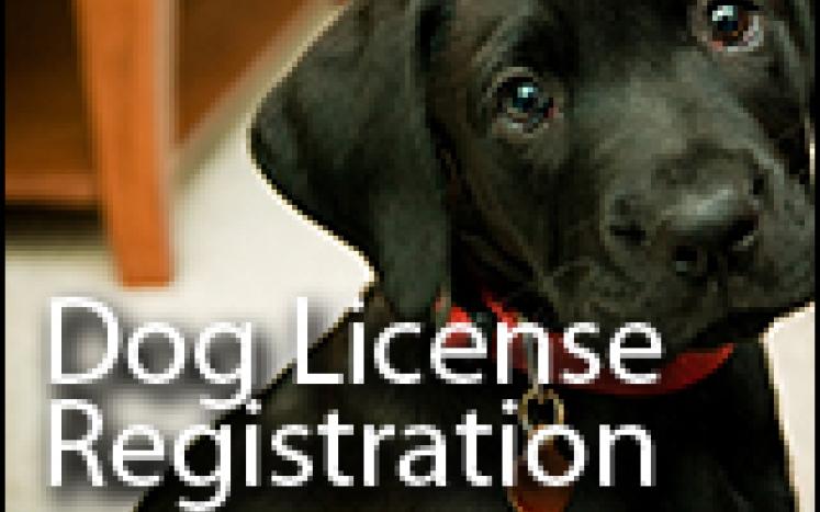 dog license